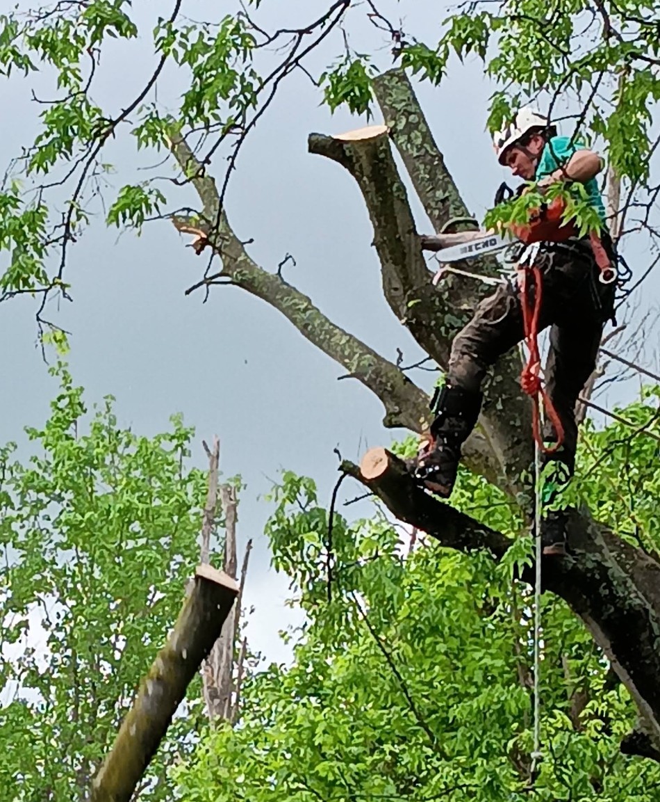 Residential tree pruning